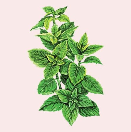 Мята перечная куст