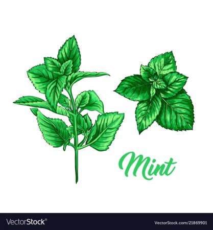 Мята стилизация
