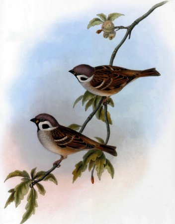 Воробей иллюстрация