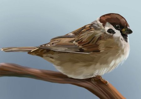 Воробьи мультяшные