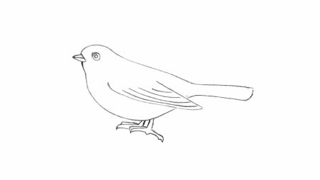 Воробей карандашом