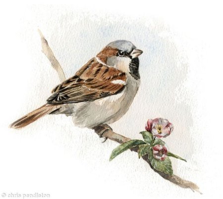 Воробей на ветке для детей