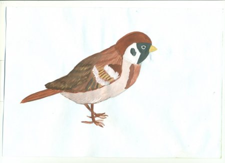 Рисование Воробей для детей