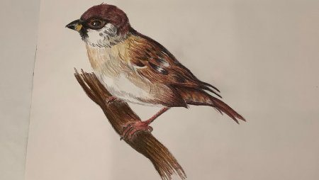 Чучело воробья