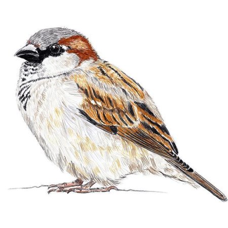 Нарисовать воробья