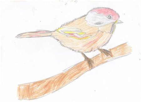 Воробей цветными карандашами