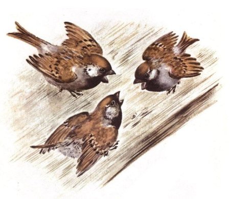 Евгений Чарушин Воробьишко