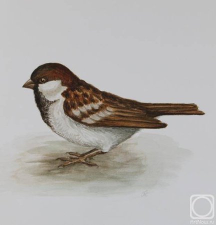 Домовый Воробей для рисования