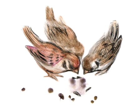 Птичка клюет зернышки