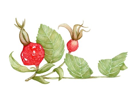 Шиповник рисунок