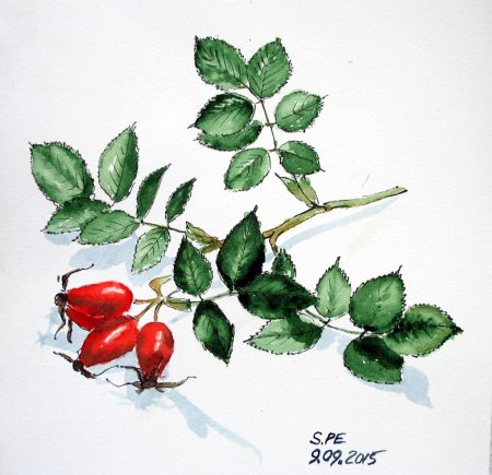 Шиповник рисунок