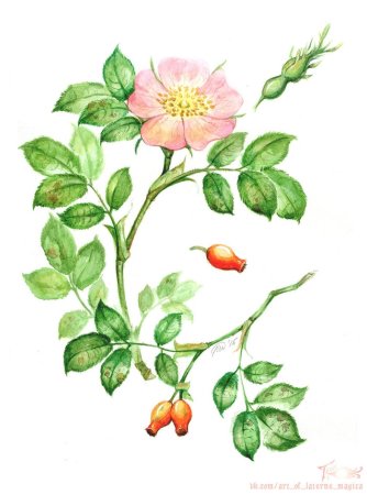 Шиповник Майский Фармакогнозия