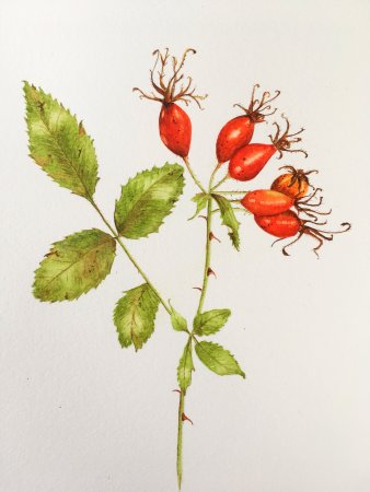 Шиповник Майский Фармакогнозия