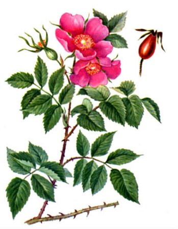 Шиповник кустарник