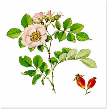 Rosa Canina строение