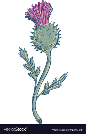 Чертополох вектор