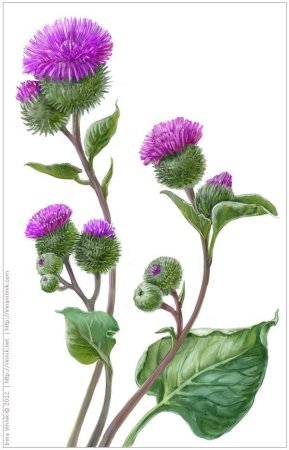 Лопух большой репейник Ботаническая иллюстрация