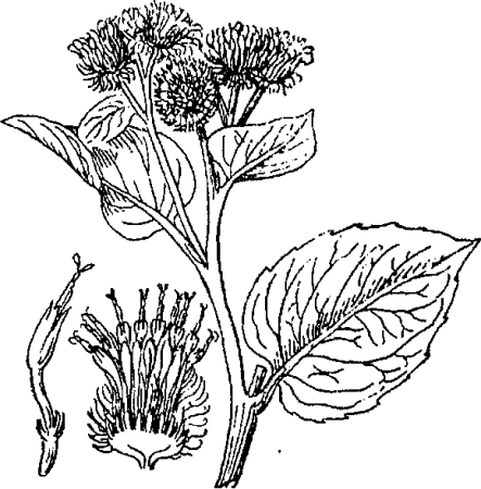 Лопух большой Ботанический рисунок