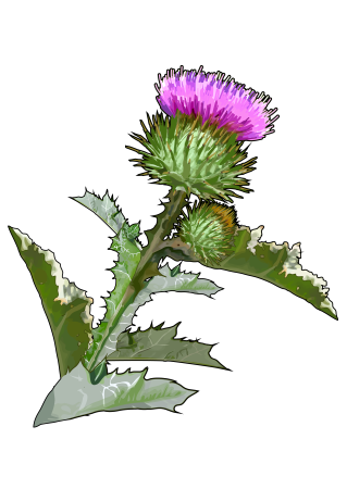 Лопух и расторопша