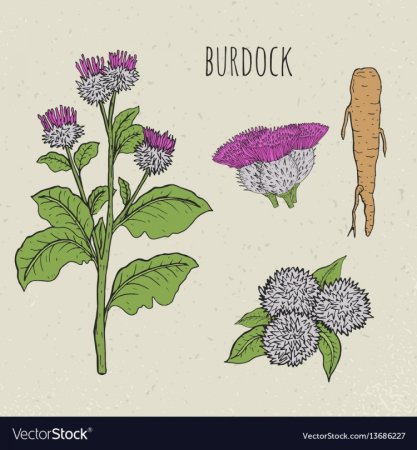 Ботанические иллюстрации лопух