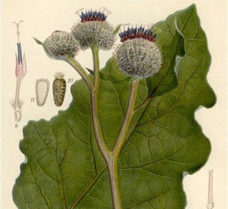 Лопух большой репейник Ботаническая иллюстрация