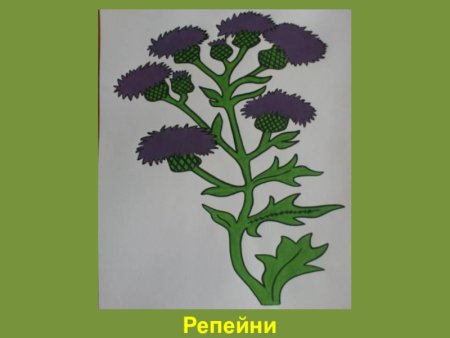 Репейник рисунок