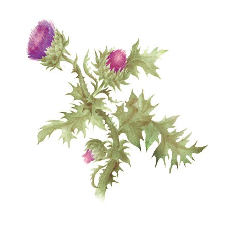 Чертополох ( можжевельник )