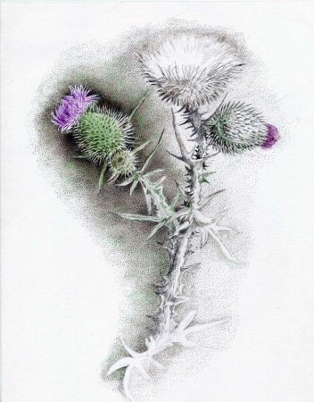 Лопух репейник щеглы