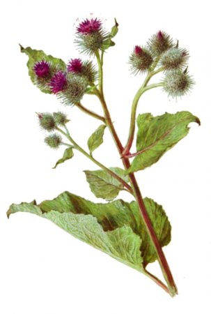 Репейник обыкновенный