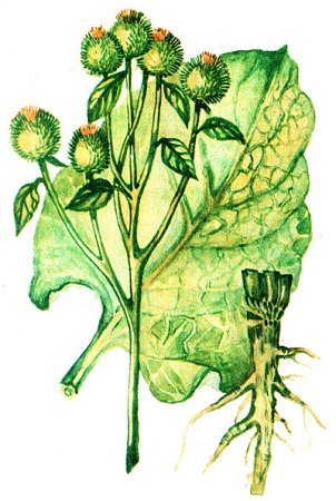 Лопух репейник