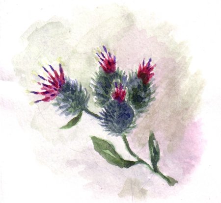 Расторопша чертополох акварелью
