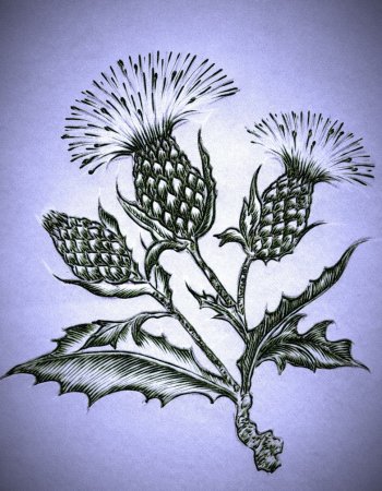 Репейник карандашом