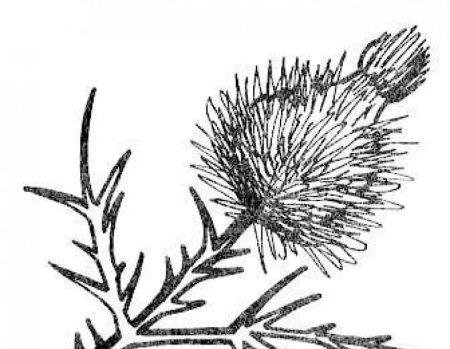 Семя репейника черно белый рисунок