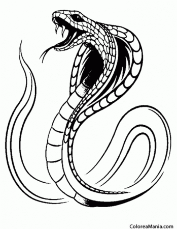 Королевская Кобра рисунок