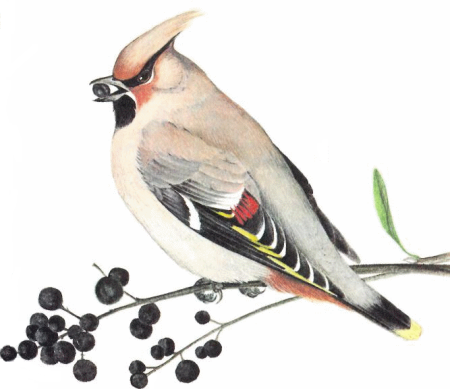 Свиристель зимующая птица для детей