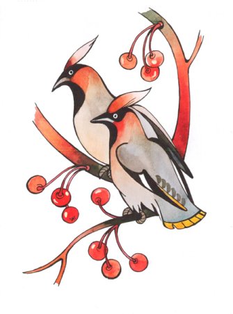 Свиристель рисунок