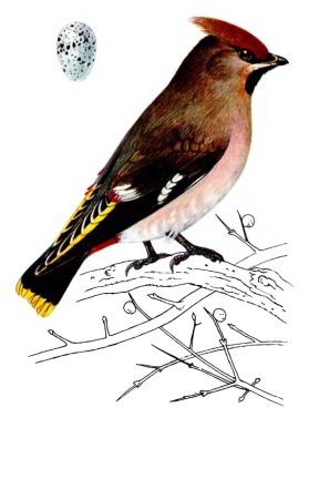 Свиристель зимующая птица для детей