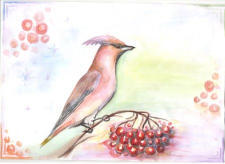 Свиристель нарисовать