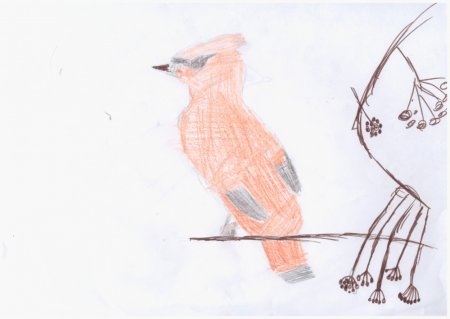 Свиристель рисунок карандашом
