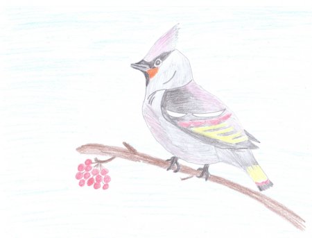 Свиристель нарисовать