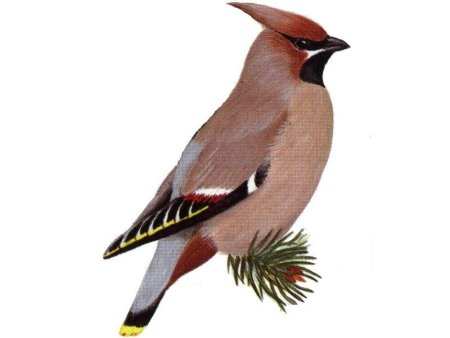 Свиристель сбоку