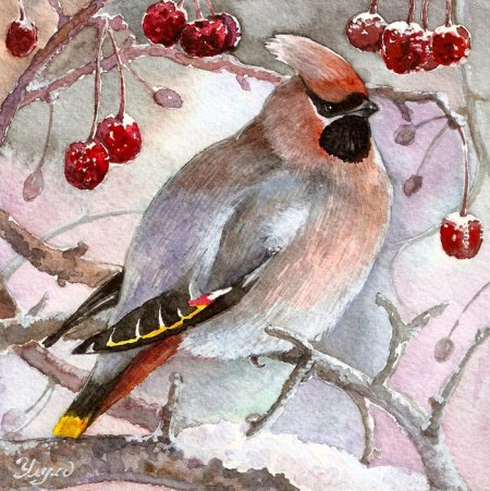 Свиристель картина живопись акварель