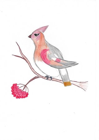 Свиристель рисунок карандашом для детей