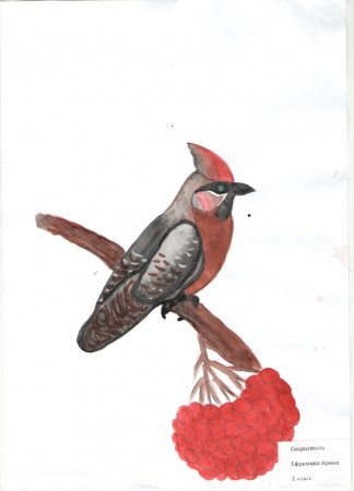 Птицы Башкирии свиристель