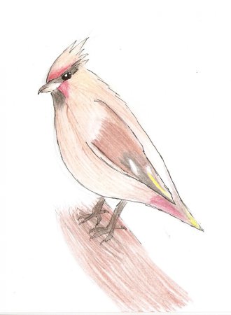 Свиристель нарисовать