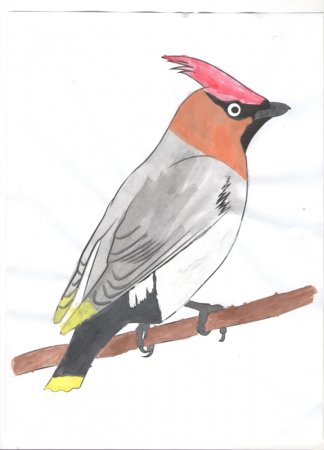 Зимующие птицы Башкирии