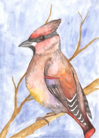 Зимующие птицы Башкирии