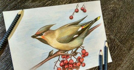 Птицы цветными карандашами