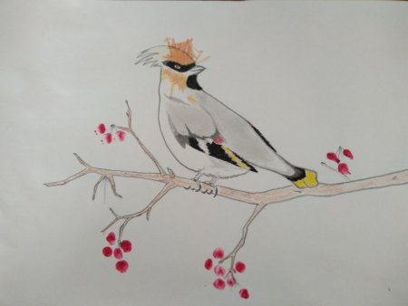 Свиристель рисунок карандашом