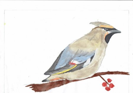 Свиристель аппликация